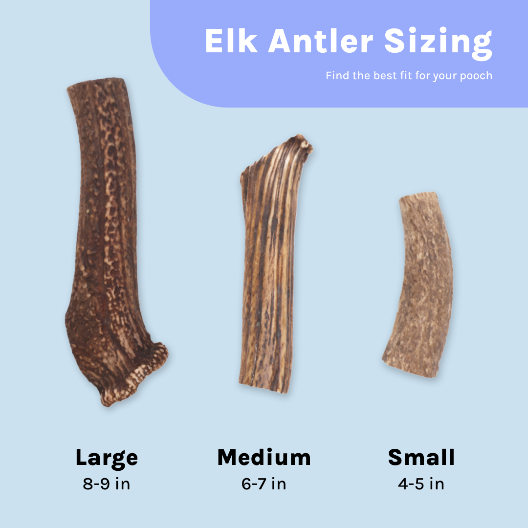Wild Elk Antler Dog Chew – Whole (Single, Select Size)
