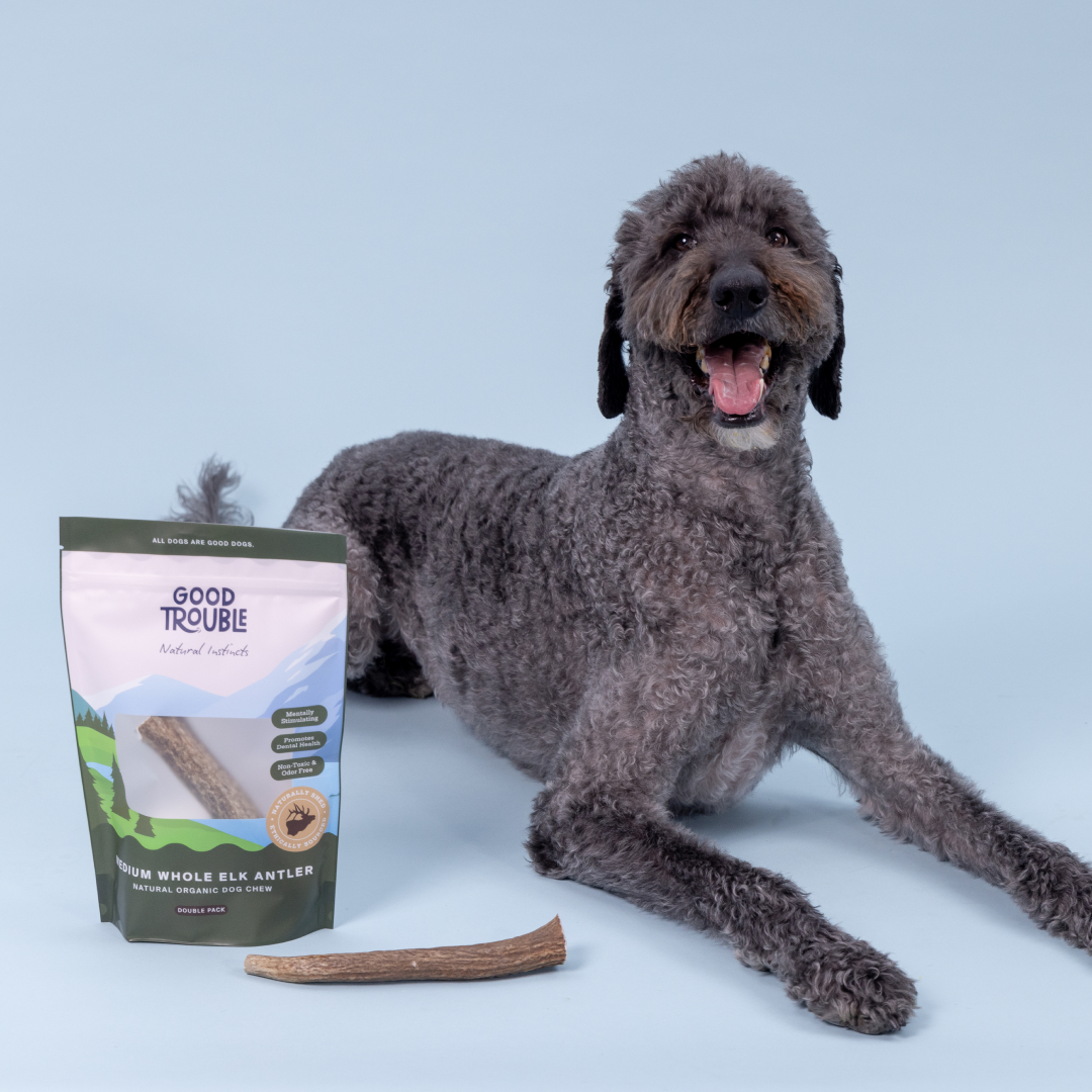 Wild Elk Antler Dog Chew – Whole (Single, Medium)