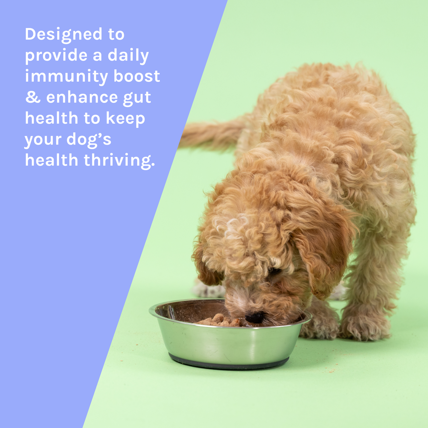 Immunity Boost Mushroom Powder
