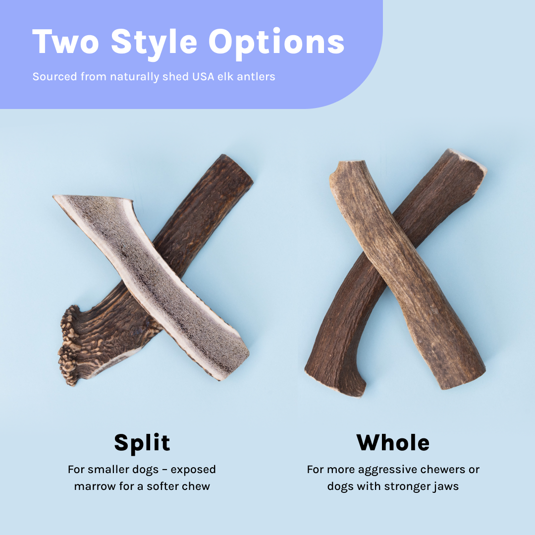 Wild Elk Antler Dog Chew – Whole (Single, Select Size)