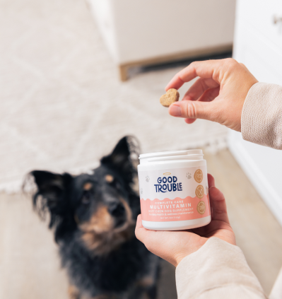 Real Questions From Dog Owners (and How Good Trouble Pets Solves Them)