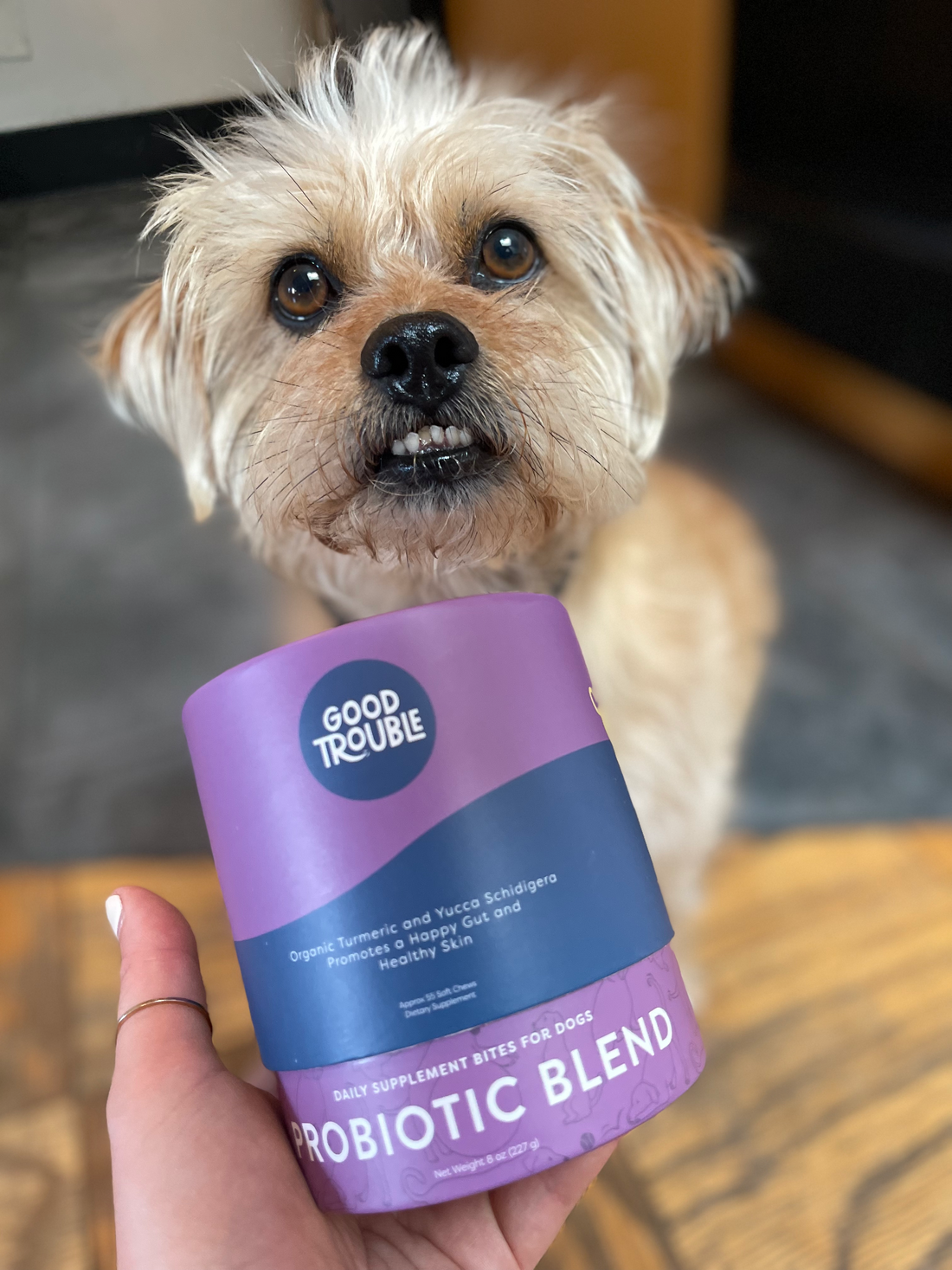 Healthy natural pet sales food