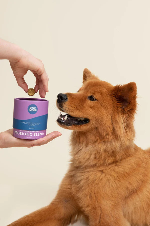 Training Your Pet: How Good Trouble Pet Supplements Can Help