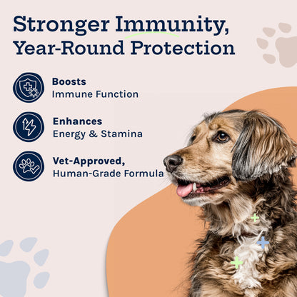 Immunity Boost Mushroom Powder