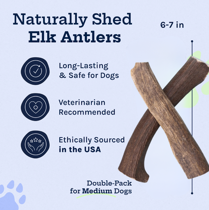 Wild Elk Antler Dog Chews Whole (2 Pack, Medium)