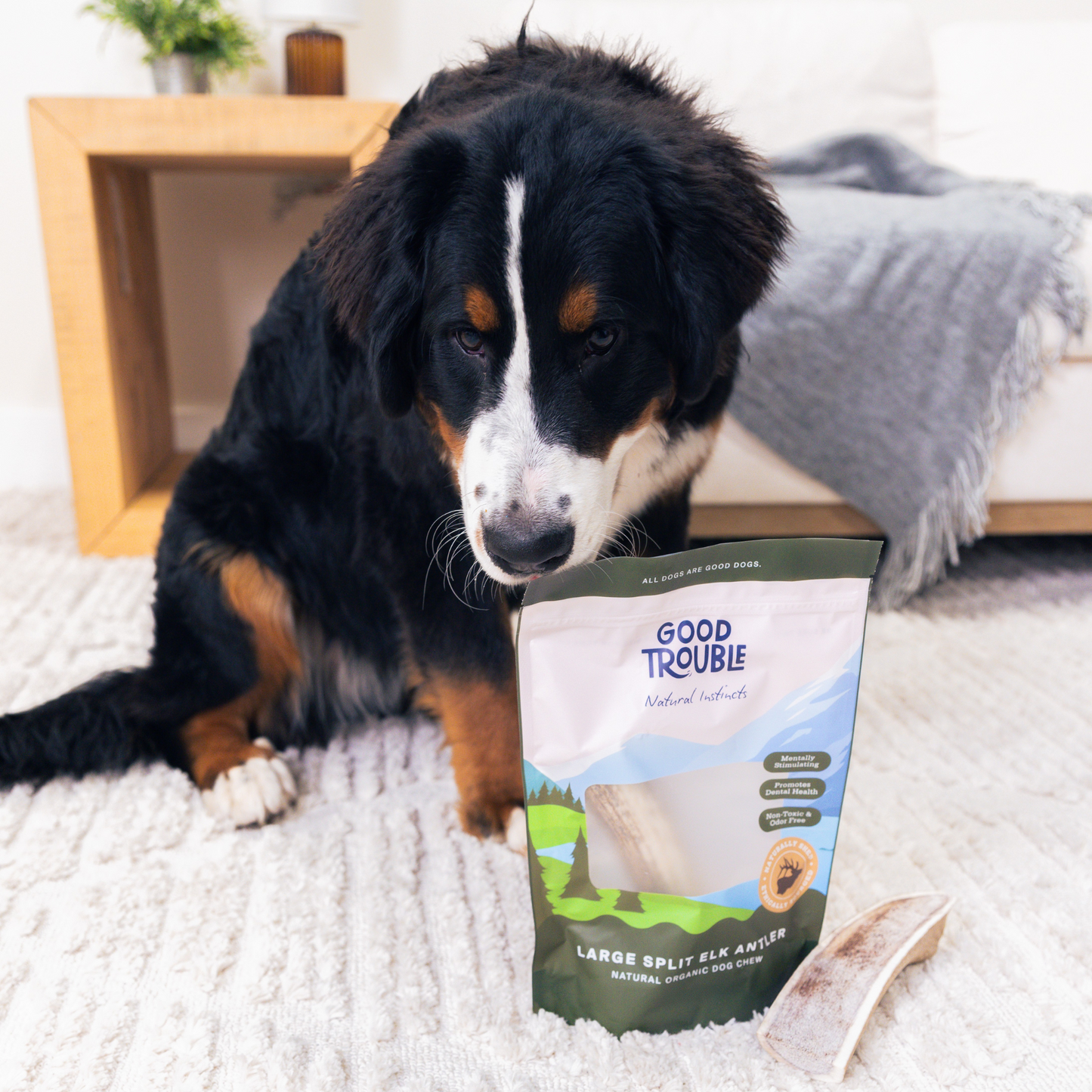 Wild Elk Antler Dog Chew – Large Split (Single)