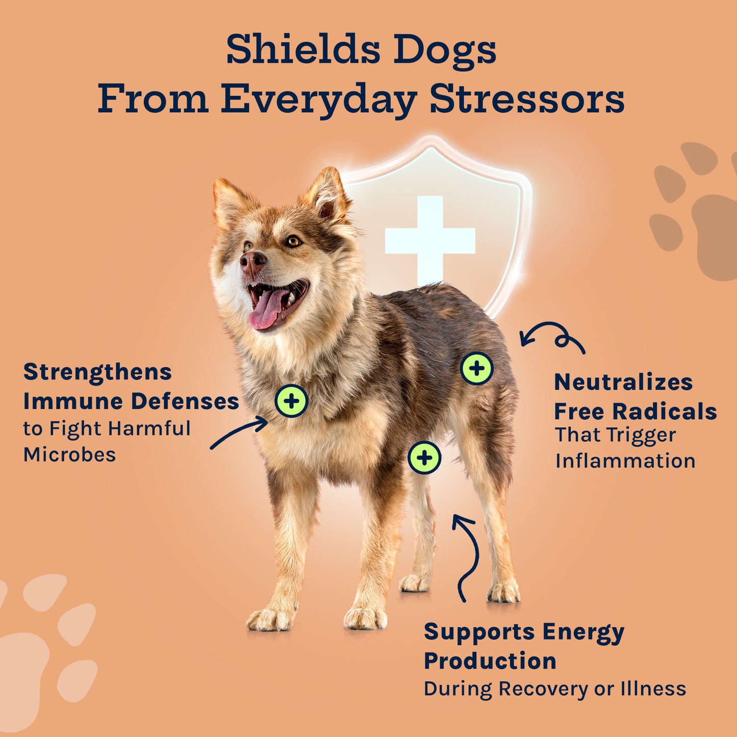 Immunity Boost Mushroom Powder