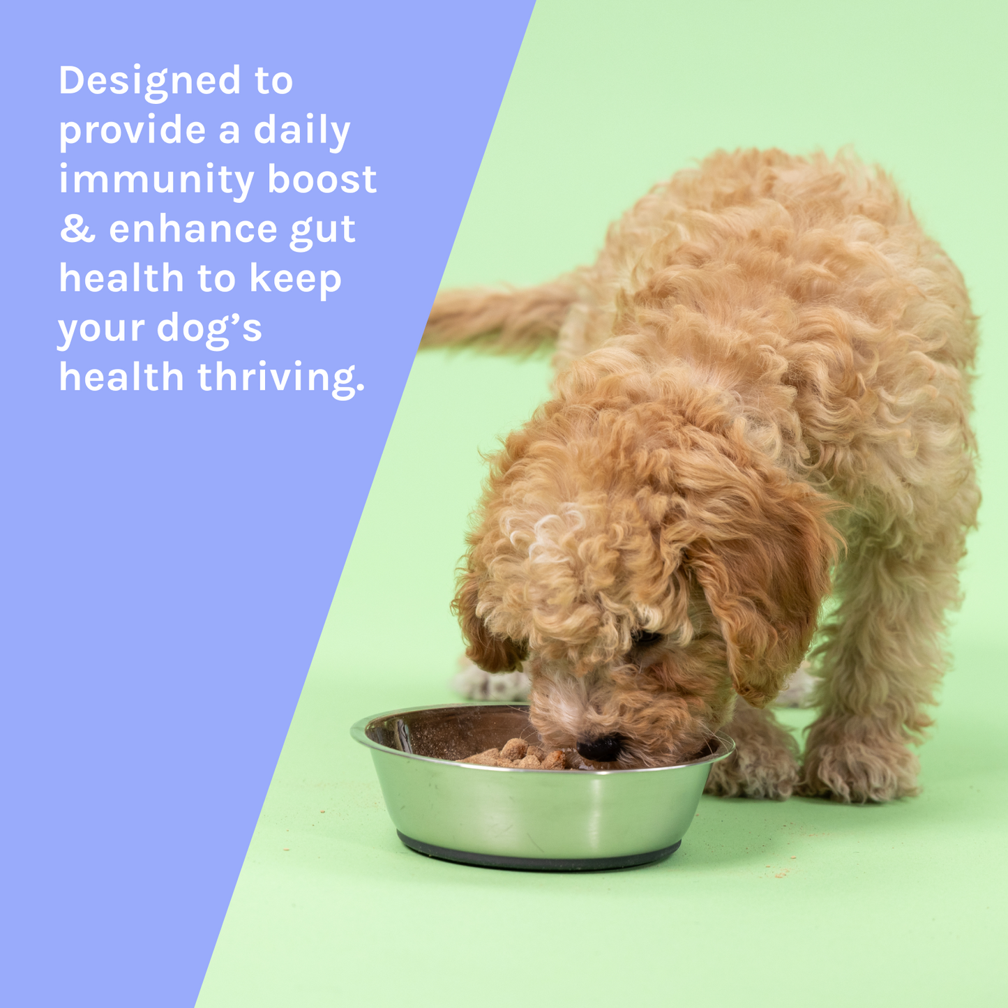 Immunity Powder