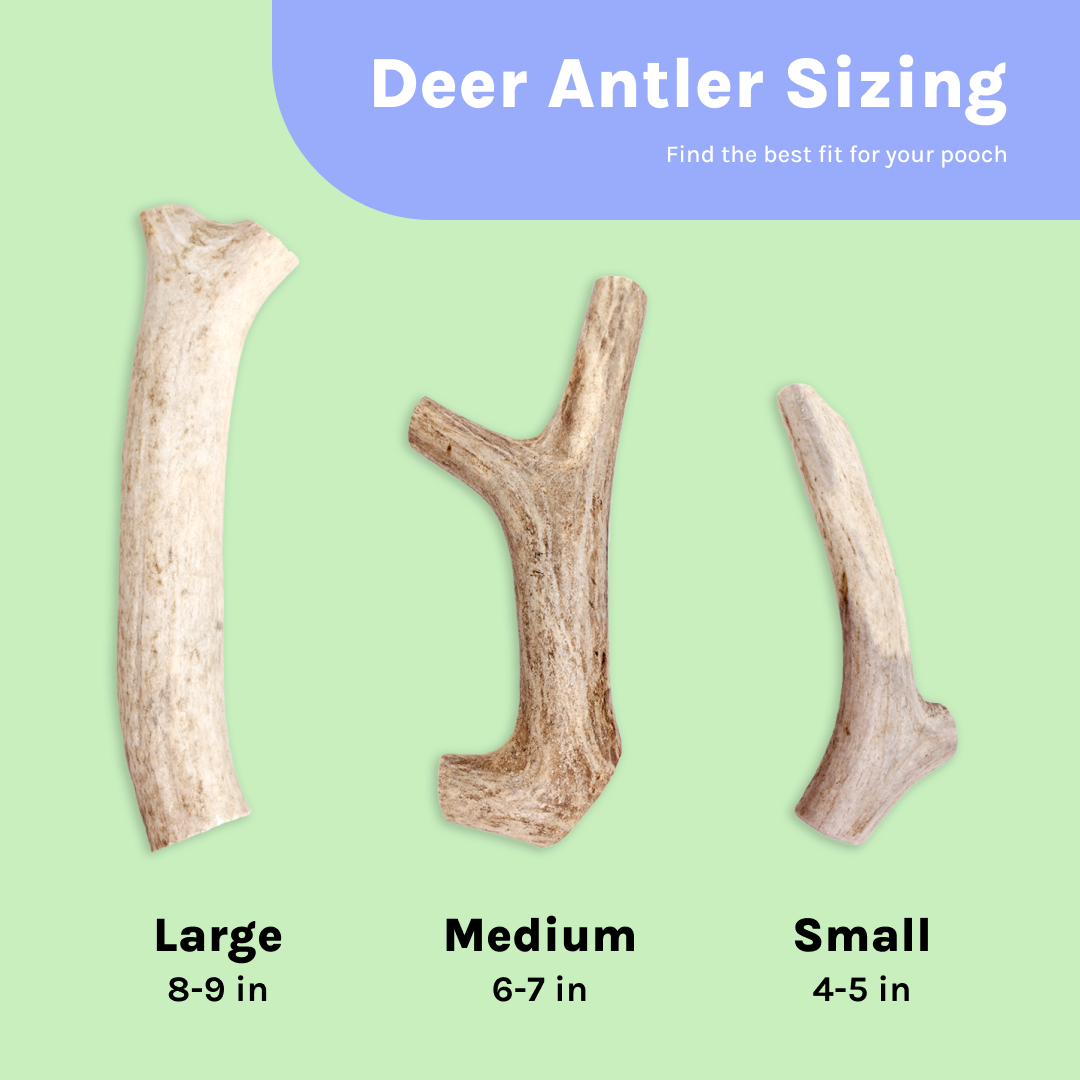 Deer antler chews for dogs sale