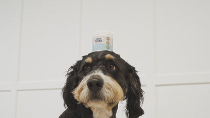 Dog Hydration Powder Supplement